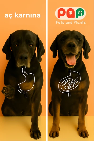 Pets and Plants Yüksek Proteinli Kuzu Etli Yetişkin Köpek Maması - Resim 3