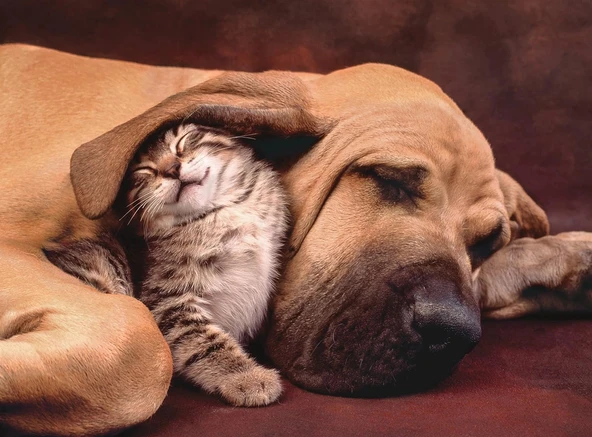 Clementoni - 500 Parça High Quality Collection Puzzle - Cuddles - 35020 - Resim 2