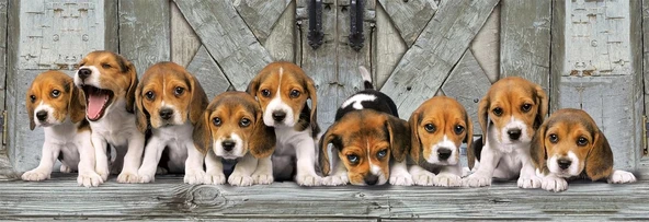 Clementoni - 1000 Parça High Quality Panorama Yetişkin Puzzle - Beagles - 39869 - Resim 2