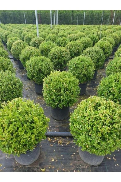 Şimşir Fidanı 10-20 cm - Resim 2