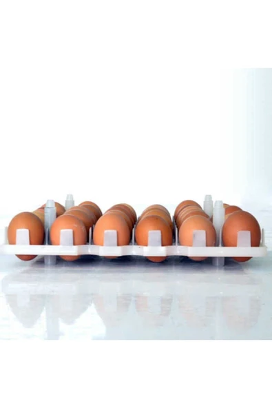 Tavuk Kuluçka Gelişim Tablası - Resim 2