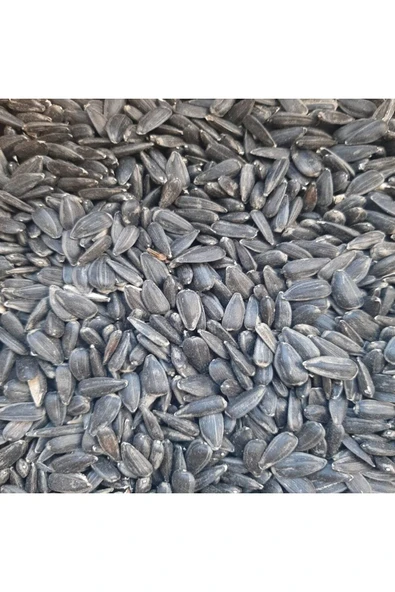 Yağlık Ayçekirdeği Tavuk Güvercin Sultan Papağanı Yemi 3 kg ürün görseli