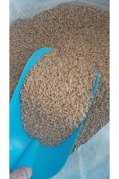 Elenmiş Buğday Makarnalık Güvercin Tavuk Ördek Kaz Hindi Yemi 5 Kg ürün görseli