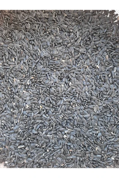 Yağlık Ayçekirdeği Tavuk Güvercin Sultan Papağanı Yemi 5kg - Resim 2