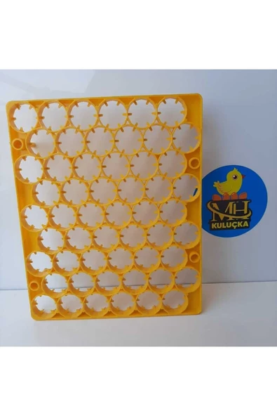 54'lük Kuluçka Gelişim Viyolü - Resim 2