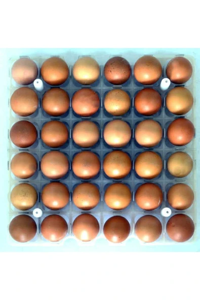 Tavuk Kuluçka Gelişim Tablası - Resim 3