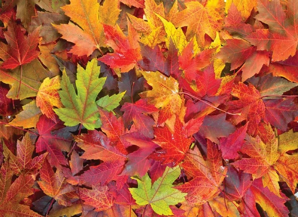 Nova Puzzle 1000 Parça Sonbahar Yaprakları Puzzle - Resim 3