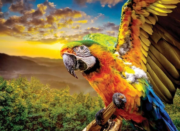 Nova Puzzle 1000 Parça Macav Amerikan Papağanı Puzzle - 3