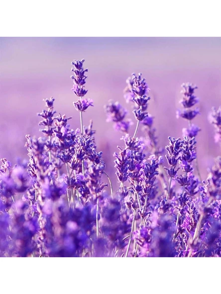 Agarta Doğal Lavanta Cilt Bakım Kremi 75 ml x 3 Adet - Resim 3