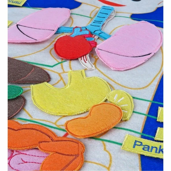 AND-5120 CIRTLI VÜCUDUMUZ PANO - Resim 2