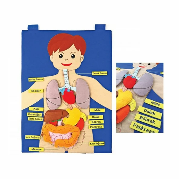 AND-5120 CIRTLI VÜCUDUMUZ PANO ürün görseli