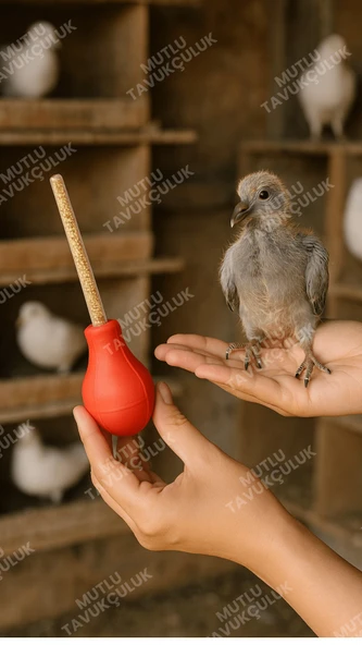 Güvercin Yavru Besleme Yem Verme Pompası 1 Adet Şebap Posta Güvercini Süs Kuşu Taklacı Güvercini - Resim 7
