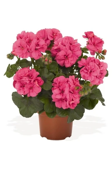 Canlı Saksılı Sardunya Çiçeği Fidanı Pembe 10-20 cm ürün görseli 1