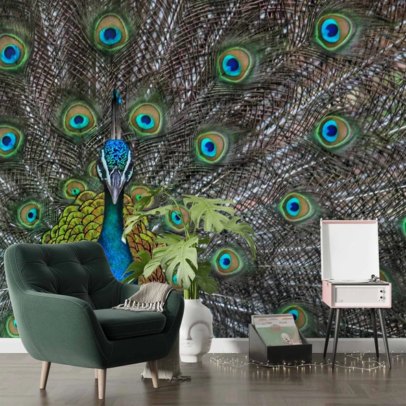 Tavuskuşu ve Tüyü Duvar Kağıdı Baskı - Resim 6