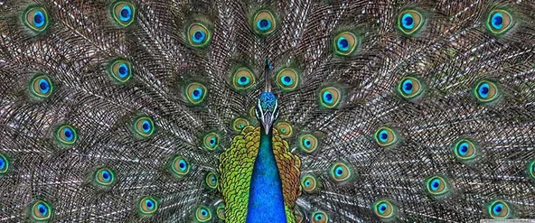 Tavuskuşu ve Tüyü Duvar Kağıdı Baskı - Resim 7