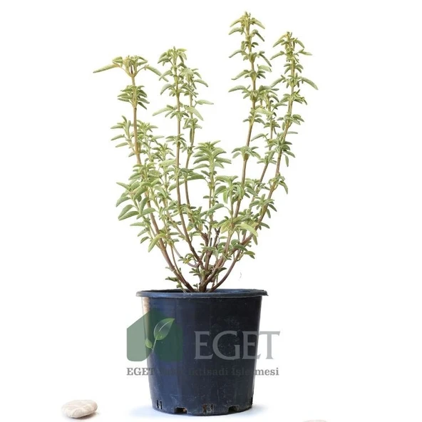 Anadolu Ada Çayı (Salvia fruticosa)- 3 lt Saksıda - Resim 2