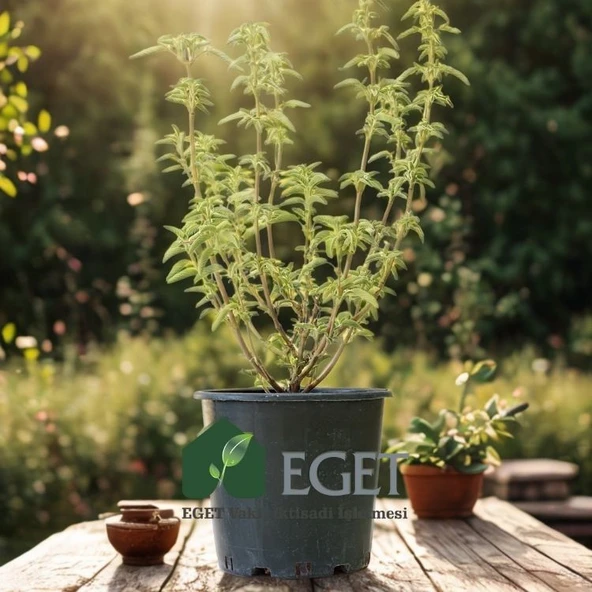 Anadolu Ada Çayı (Salvia fruticosa)- 3 lt Saksıda - Resim 3