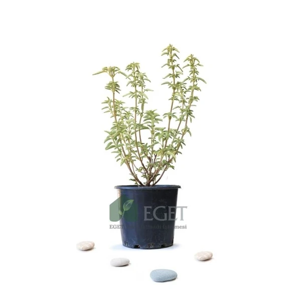 Anadolu Ada Çayı (Salvia fruticosa)- 3 lt Saksıda ürün görseli 1