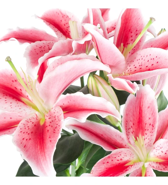 Lilium 'Sunny Robyn' (Lilyum Çiçeği) - Resim 2