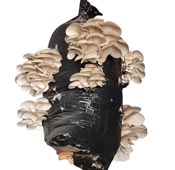 2 kg İstiridye mantar tohumu - Resim 2