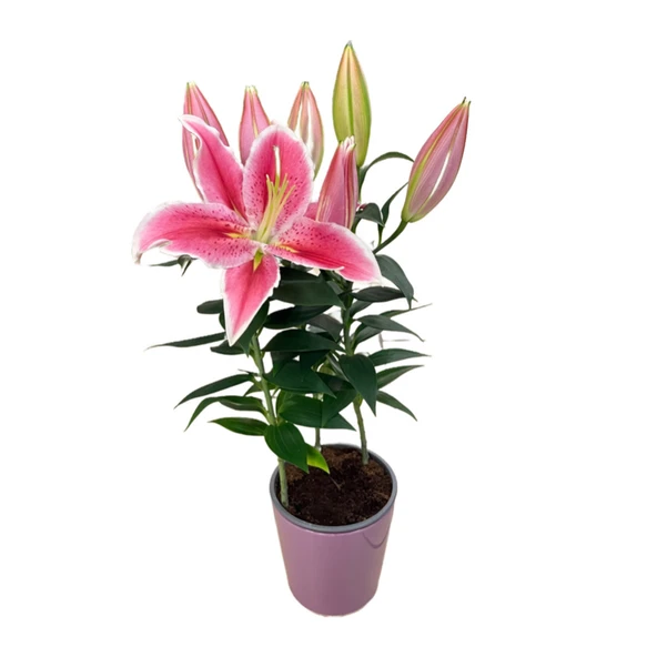 Lilium 'Sunny Robyn' (Lilyum Çiçeği) ürün görseli