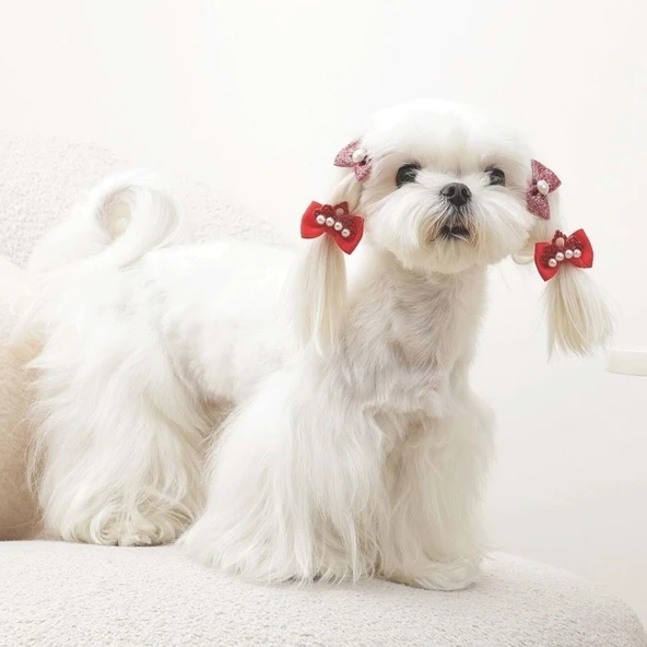 M-Pets Glam Fiyonklu Kedi ve Köpekler İçin Aksesuar Toka Kırmızı - Resim 3