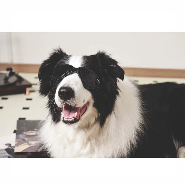 M-Pets Sunny Trailblazer Köpek Gözlüğü Siyah - Resim 2