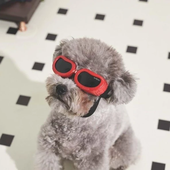 M-Pets Sunny Daytrip Köpek Gözlüğü Kırmızı - Resim 3