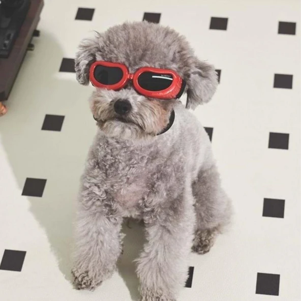 M-Pets Sunny Daytrip Köpek Gözlüğü Kırmızı - Resim 2