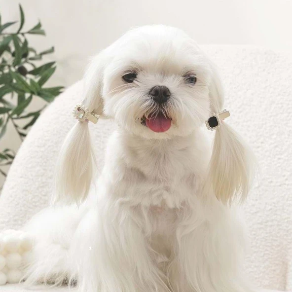 M-Pets Glam Taşlı İncili Kedi ve Köpekler İçin Aksesuar Toka Siyah Gri - Resim 3