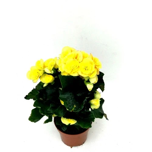 Begonya Çiçeği Fidanı Sarı 10-20 cm ürün görseli