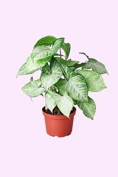 Syngonium Podophyllum Melek Kanadı Çiçeği 10-20 cm - Resim 2