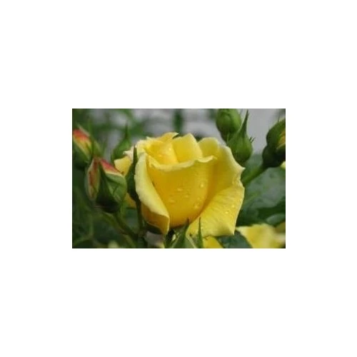 Sarı Gül Fidanı Saksıda - Resim 3