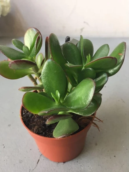 Şans Para Çiçeği Zenginlik Çiçeği 10-20 Cm - Resim 2