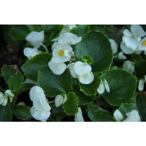 Beyaz Şeker Begonya Çiçeği Fidanı Saksılı 10-20 cm - Resim 3