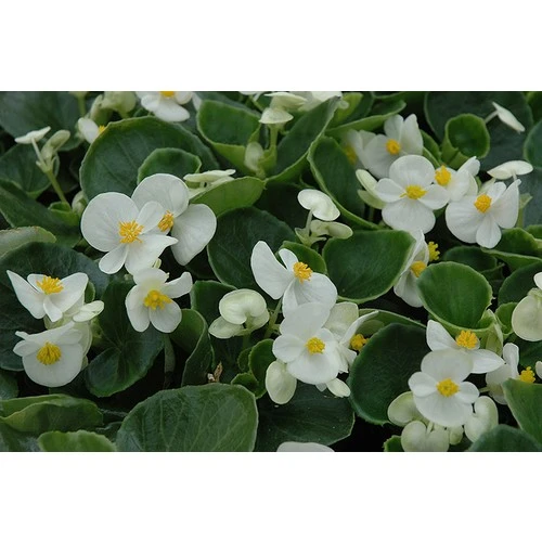 Beyaz Şeker Begonya Çiçeği Fidanı Saksılı 10-20 cm ürün görseli