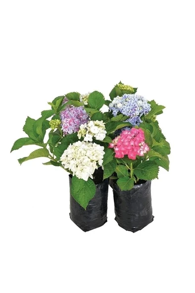 Pembe Hydrangea Mocnophylla Ortanca Çiçeği, Ortanca Fidanı - Resim 2