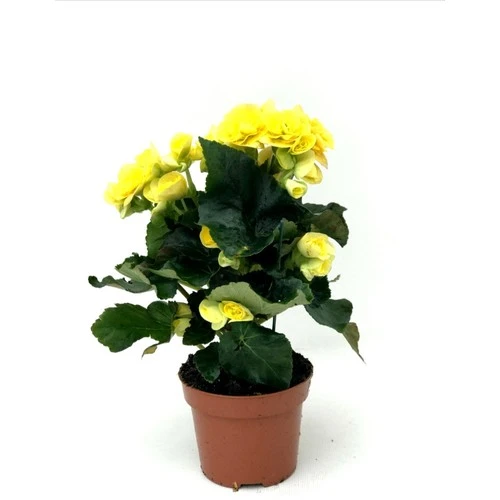 Begonya Çiçeği Fidanı Sarı 10-20 cm - Resim 2