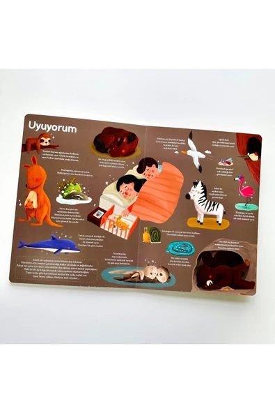 Sincap Kitap Genel Kültür Kitabım Büyüyorum Sticker - Resim 5