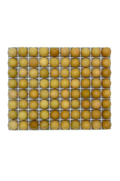 TAVUK KULUÇKA GELİŞİM TABLASI 80 tavuk yumurtası (40X50 Cm) - Resim 3