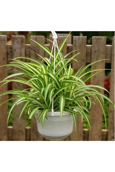 Kurdele Çiçeği - Sarkan Çiçek - Oksijen Kaynağı 10-20 cm - Resim 2