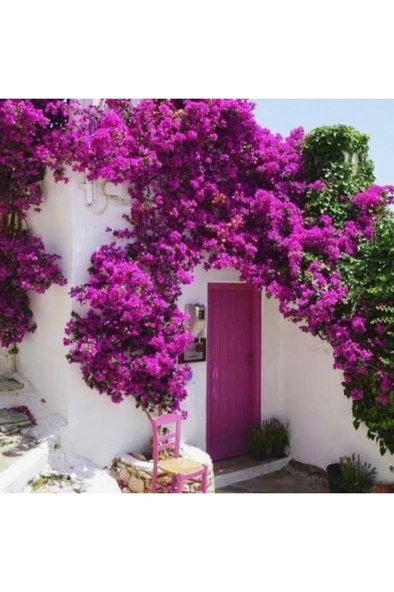 Begonvil Sarmaşığı Fidanı (Gelin Duvağı) Sarılıcı Mor Tırmanıcı ürün görseli