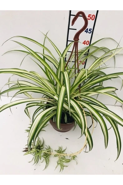 Kurdele Çiçeği - Sarkan Çiçek - Oksijen Kaynağı 10-20 cm ürün görseli