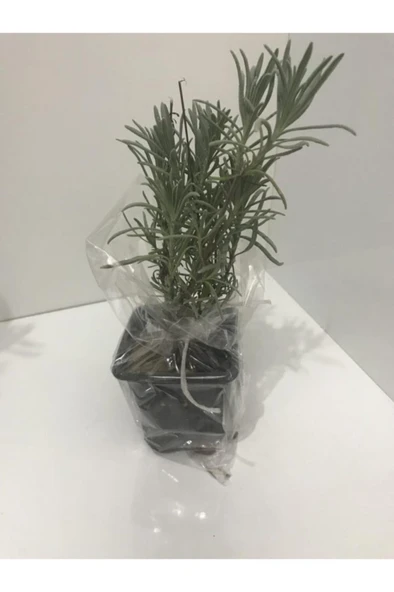 Saksı Tipi Lavanta Fidanı 1 Adet 10-20 Cm Intermedia ürün görseli