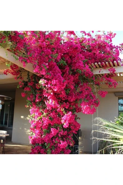 Begonvil Sarmaşığı Fidanı (Gelin Duvağı) Sarılıcı Mor Tırmanıcı - Resim 4