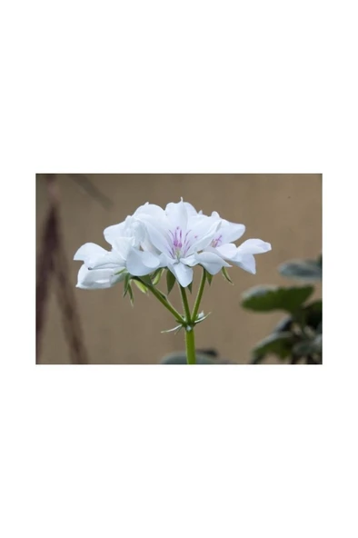 Beyaz Sakız Sardunya Fidanı 10-20cm ürün görseli