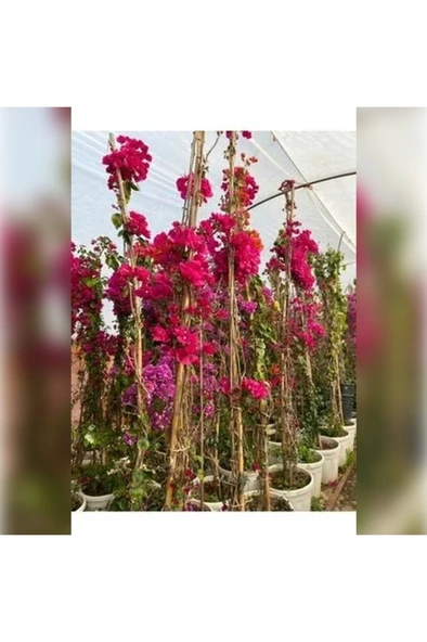 Begonvil Sarmaşığı Fidanı (Gelin Duvağı) Sarılıcı Mor Tırmanıcı - Resim 2