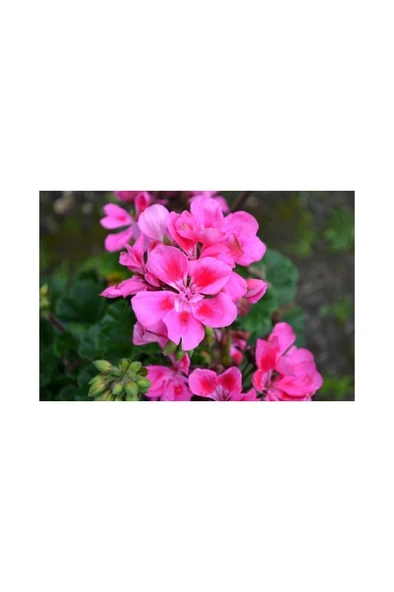 Pembe Sakız Sardunya Çiçeği Fidanı 10-20 cm ürün görseli