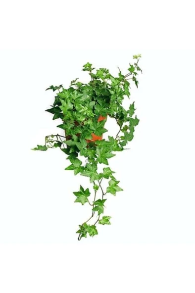 Hedera Helix Sarmaşığı Saksı Ofis Ev ve Balkon Bitkisi - Resim 2