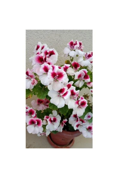 Ceylan Gözlü Sardunya Fide 10-20cm - Resim 3